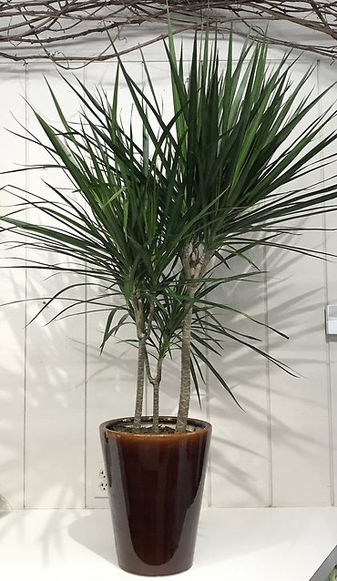 Dracaena \"Cutback\"