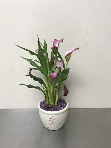 Love Birds Calla Lily Plant