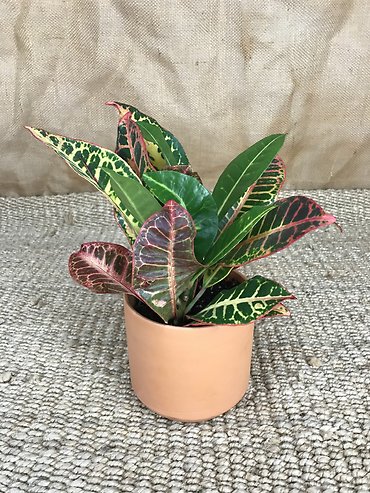 Croton Plant