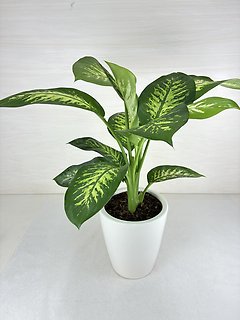 Dieffenbachia