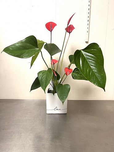 Anthurium