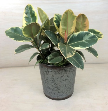 Variegated Rubber Plant