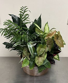 Ceramic Dish Garden- Extra Large