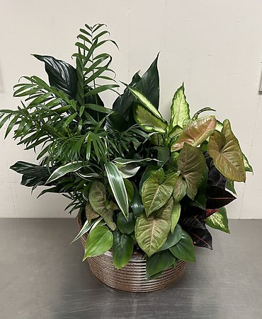 Ceramic Dish Garden- Extra Large