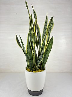Laurentii Snake Plant