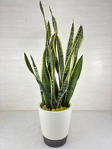 Laurentii Snake Plant