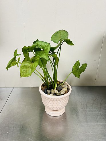 Arrowhead Plant
