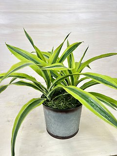 Dracaena Lemon Lime