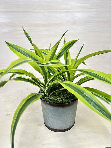 Dracaena Lemon Lime