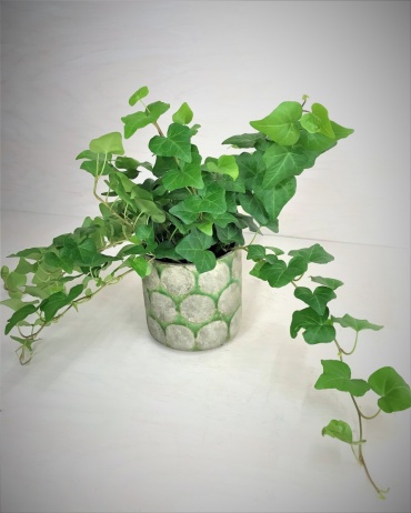 English Ivy