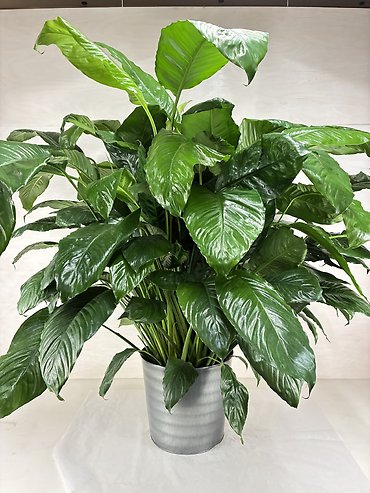 Peace Lily in Tin - X Large