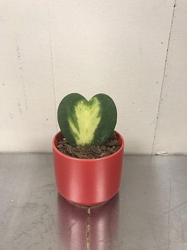 Heart Succulent