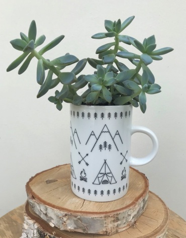 Rustic Succulent