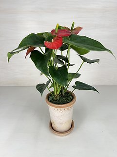 Anthurium
