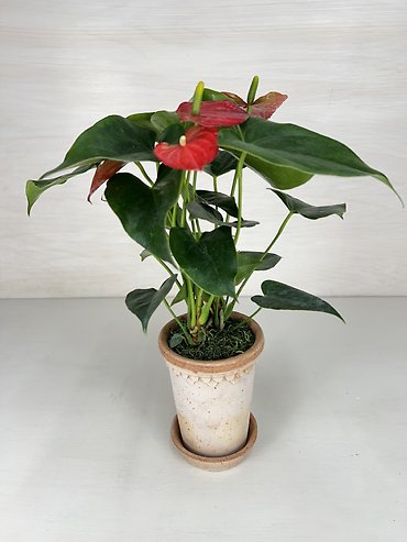 Anthurium