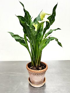 Calla Lily Plant