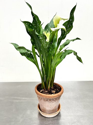 Calla Lily Plant