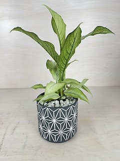 Dieffenbachia