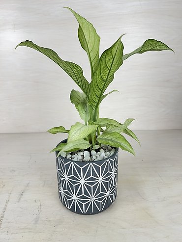 Dieffenbachia