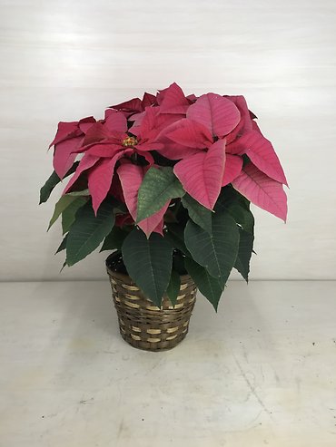 Classic Poinsettia | Medium- Hot Pink