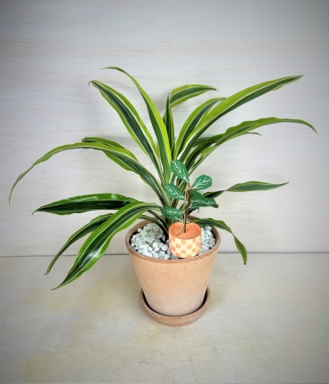 Corn Plant