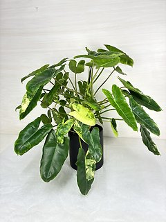 Burle Marx Philodendron