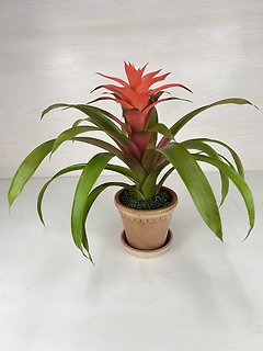 Bromeliad
