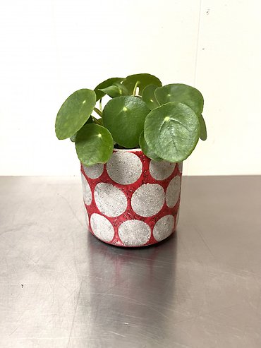 Pilea