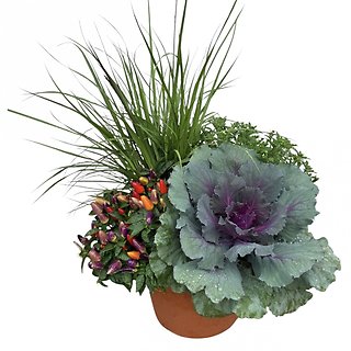 Outdoor Mum Combo Planter (10\" Round)