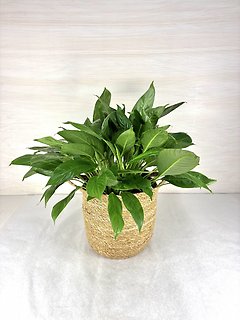 Peace Lily in Woven Basket