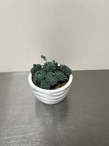 Succulent Garden