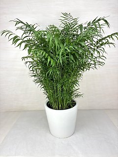 Neanthe Bella Palm