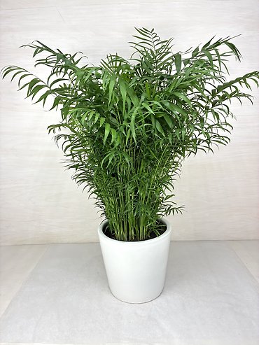 Neanthe Bella Palm