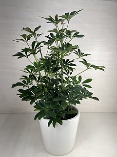 Schefflera Plant