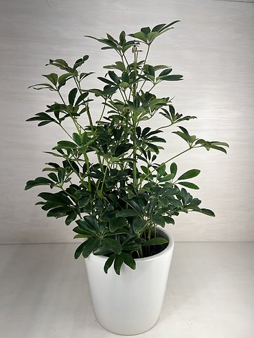 Schefflera Plant