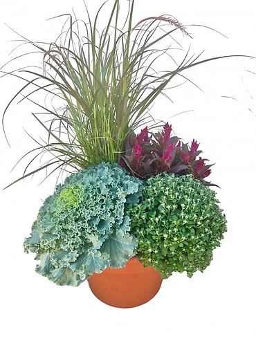 Outdoor Mum Combo Planter (14\" Round)