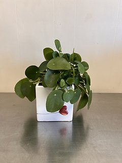 Pilea