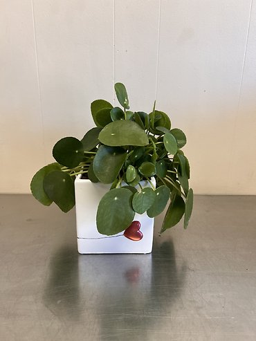 Pilea