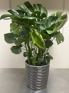 Split Leaf Philodendron