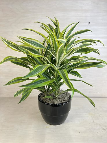 Lemon-Lime Warneckii