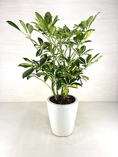 Schefflera Plant-Variegated