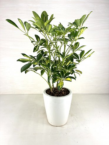 Schefflera Plant-Variegated