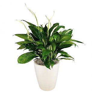 Peace Lily in Ceramic - Small