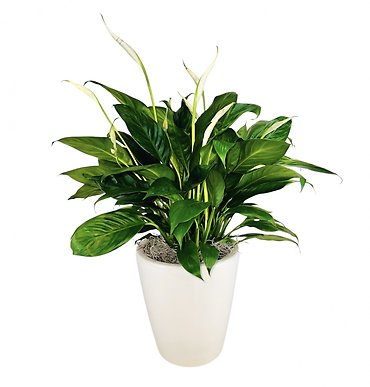 Peace Lily in Ceramic - Small