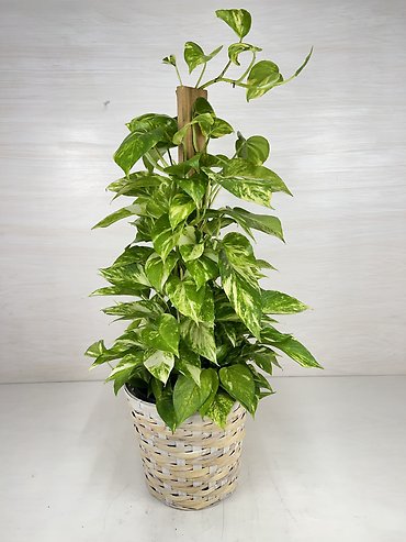 Golden Pothos | Totem Pole