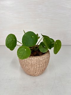 Pilea Plant
