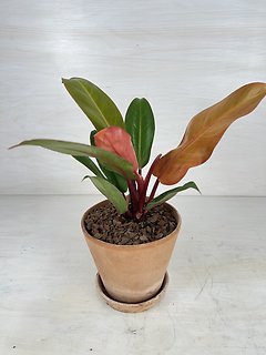 Prince of Orange Plant