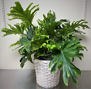 Tree Philodendron