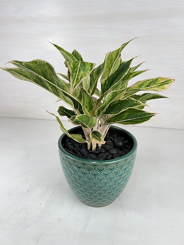 Aglaonema Moonstone