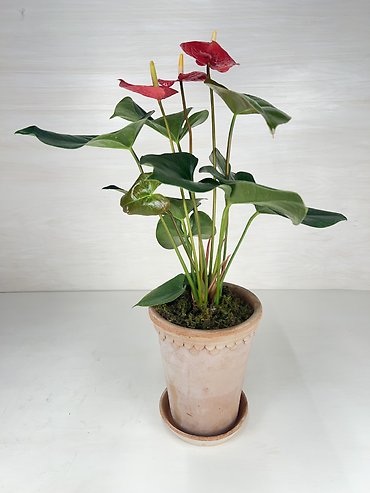Anthurium